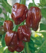 15+ Seeds Jamaican Hot Chocolate Habenero Pepper by Seeds and Things