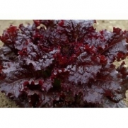 Seeds and Things Ruby Red Lettuce, Great Spring and Fall Crop 2000 Plus Seeds