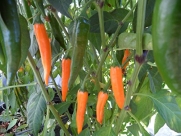 Orange Thai Pepper 10+ Seeds