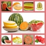 Survival Fruit Seeds Heirloom Non Hybrid NO GMO Real Survival Seeds. Honeydew Green Melon, Banana Melon,Honey Rock Cantaloupe,Watermelons Crimson Sweet,Sugar Baby Watermelon,Hales Best Jumbo Melon. Step by Step Planting, Harvesting & Saving your seeds Ins