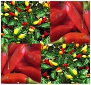 10 CAJUN TABASCO TRUE HEIRLOOM HOT Pepper seeds bushy growth ~Fruits are juicy