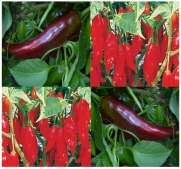 40 NUMEX BIG JIM MILD HOT Pepper seeds 500-2.5K SHU ~ Grows up to 10 inches ~!!