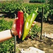 Big Chili II Pepper 35 Seeds - Great on the Grill