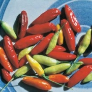 Hot Pepper Tabasco TT03094D (Red) 25 Seeds by David's Garden Seeds