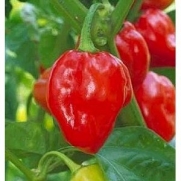 Seeds and Things Caribbean Red Habenero Pepper - 50+ Seeds - Very Hot, Makes Great Hot Salsa