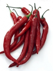 50+ Cayenne Pepper Seeds- Italian Cayenna- Heirloom Variety