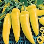100+ Hungarian Yellow Hot Pepper Seeds Packed for 2015