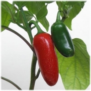 75+ Jalapeno Pepper Seeds- Heirloom Variety
