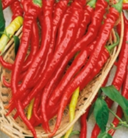 Rare Red Sweet Pepper Seeds Sigarilla Krasnaya Organic Heirloom Seed