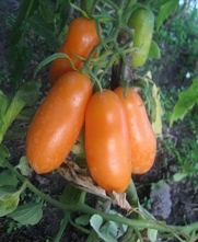 Seeds Tomato Banan Oranzhevyy - Orange Banana Organic Heirloom Seed