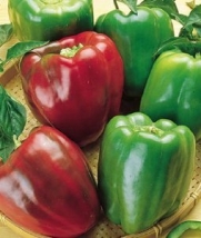 Burpee Pepper California Wonder 60520 (Red to Green) 100 Organic Seeds
