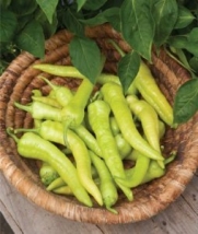Burpee Pepper Pepperoncini 69618 (Green to Red) 25 Seeds