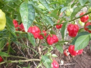 Antilles Carribean 15 Pepper Seeds By Pepper Gardeners