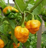 Saavyseeds Trinidad Yellow 7 Pot Hot Pepper Seeds - 35 Count - World's Hottest Pepper!