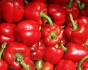 Baby Red Pepper - 20 Seeds - Miniature Bell