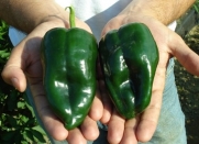 Poblano/Ancho Pepper Seeds - 400 mg - Mildly Hot