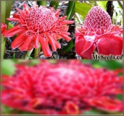 4 x COMBO PACKS x PINK and RED Torch Ginger Plant, Seeds - Etlingera elatior PINK and RED - Perfect House Plant - EXOTIC & EDIBLE - FRESH SEEDS - ZONES 9-11 - By MySeeds.Co
