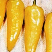 Hot Pepper Hungarian Yellow Wax D3045 (Yellow) 25 Open Pollinated Seeds by David's Garden Seeds