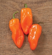 Hot Pepper Helios D3219 (Orange) 10 Hybrid Seeds by David's Garden Seeds