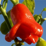 Saavyseeds Bishop Crown Chile Pepper Seeds - 35 Count - Mild/hot Pepper!