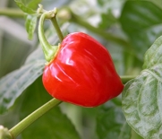 *WORLDS HOTTEST* RED SAVINA CHILI PEPPERS* 25 seeds* RARE* #1152-A