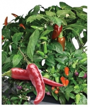 Miracle-Gro AeroGarden Chili Pepper Universal Seed Pod Kit