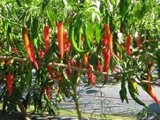 100 SEEDS PLANING IN GARDEN HERB ORGANIC SWEET WRINKLED OLD MMAN PEPPER CHILI PEPPER BIG PAPRIKA BIRD EYE CHILLI PAID PEPPER