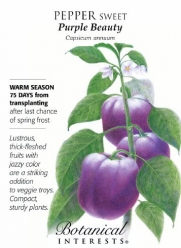 Botanical Interest - Pepper Sweet Purple Beauty