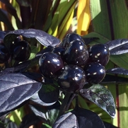 *NEW *BLACK PEARL PEPPER*10 seeds*SHOWY*TROPICAL* #1048
