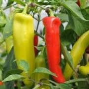 10 Hungarian Hot Wax Organic Pepper Seeds
