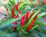 10 Mini Bird Chili Pepper Seeds