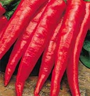 Rare Seeds Hot Red Chili Pepper Plamen-Flame Organic Russian Heirloom Seed