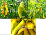 Sweet Yellow Banana Pepper 20 Seeds! Heirloom Natural Op Non GMO