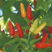 Pepper Hot Tabasco BULK 1,200 Seeds By Seed Kingdom Great Heirloom Vegetable
