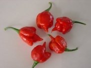 Seeds and Things Trinidad Scorpion Hot Pepper 10 Seeds Hotter Than the Bhut Jolokia