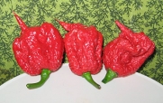 NEW- Carolina Reaper Pepper 10 Seeds Hottest in the world by far Average heat level of over 1,569,300 million on the Scoville Scale! by Hinterland Trading