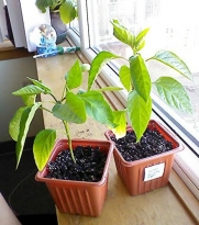 20 Sweet Banana Heirloom Pepper Seeds - Pickling Peppers