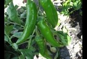10 Anaheim Pepper Capsicum Dark Green Fresh Viable Seeds
