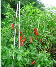 Serrano Tampequino Seeds! Hot Chili Pepper Chilli (200 Seeds)