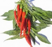 Thai Chili Pepper Seeds 55 Seeds