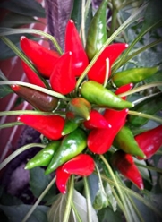 Hot Pyramid Chili Pepper 15 Seeds - Container or Garden