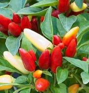 Ornamental Pepper Prairie Fire DH0008e (Multi) 100 Open Pollinated Seeds by David's Garden Seeds