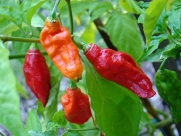 Saavyseeds Bhut Jolokia-ghost Chile Pepper Seeds - 35 Count - Hot Pepper!