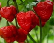 Saavyseeds Trinidad Moruga Scorpion Hot Pepper Seeds - 35 Count - World's Hottest Pepper!