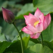 10Pcs Light Pink Bowel Lotus Seeds