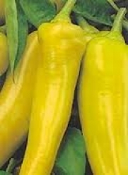 Pepper Sweet Banana Great Heirloom Vegetable By Seed Kingdom BULK 1 Lb Seeds