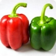 10 Seeds Yolo Wonder Bell Pepper-great Yielding Bell Pepper!! Sweet & Juicy