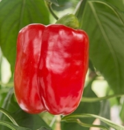 Bell Pepper Felicitas D3138 (Red) 10 Hybrid Seeds by David's Garden Seeds
