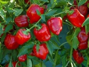 150 YOLO WONDER SWEET RED BELL PEPPER Capiscum Annuum Vegetable Seeds *Comb S/H