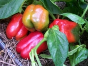 Bell Pepper World Beater (Ruby Giant) D46108 (Green to Red) 25 Organic Seeds by David's Garden Seeds